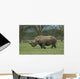 White Rhino Wall Mural