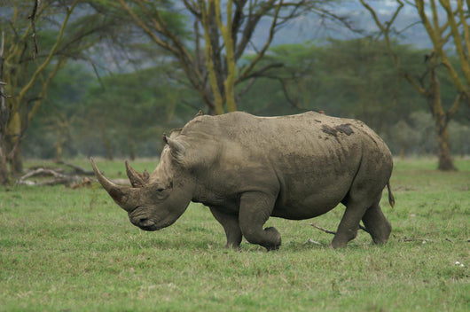 White Rhino Wall Mural