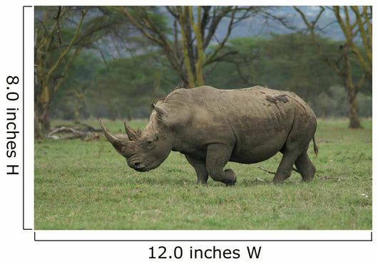 White Rhino Wall Mural