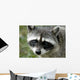 Rocky Racoon Wall Decal