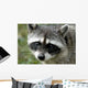Rocky Racoon Wall Decal