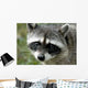 Rocky Racoon Wall Decal
