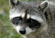 Rocky Racoon Wall Decal