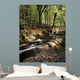 Creek In Woods, Cloughleagh, County Wicklow, Ireland Wall Mural