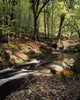 Creek In Woods, Cloughleagh, County Wicklow, Ireland Wall Mural