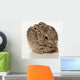 Baby Rabbit Cleaning Himself Wall Mural