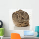 Baby Rabbit Cleaning Himself Wall Mural