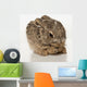Baby Rabbit Cleaning Himself Wall Mural
