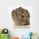 Baby Rabbit Cleaning Himself Wall Mural