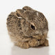 Baby Rabbit Cleaning Himself Wall Mural