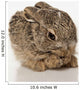 Baby Rabbit Cleaning Himself Wall Mural
