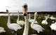 Large Flock Of Swan On Land Wall Mural