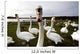 Large Flock Of Swan On Land Wall Mural