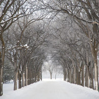 Assiniboine Park, Winnipeg, Manitoba, Canada Wall Mural