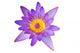 Purple Lotus Flower Wall Decal