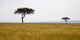 Masai Mara, Kenya, Africa Wall Mural