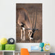 Oryx Wall Mural