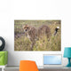Cheetah Wall Mural