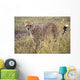 Cheetah Wall Mural