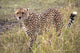 Cheetah Wall Mural