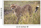 Cheetah Wall Mural
