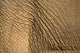 Elephant's Skin Wall Mural