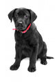 Black Labrador Wall Mural