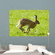 Hare Hopping In The Grass Wall Mural
