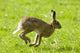 Hare Hopping In The Grass Wall Mural