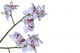 Phalaenopsis Hybride Blanche Et