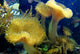 Coral Wall Mural