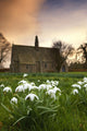 White Flowers With A Small Church In Background Wall Mural