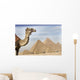 A Camel With The Pyramids In The Background Wall Mural