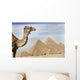 A Camel With The Pyramids In The Background Wall Mural