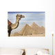 A Camel With The Pyramids In The Background Wall Mural