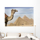 A Camel With The Pyramids In The Background Wall Mural