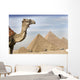 A Camel With The Pyramids In The Background Wall Mural