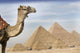 A Camel With The Pyramids In The Background Wall Mural