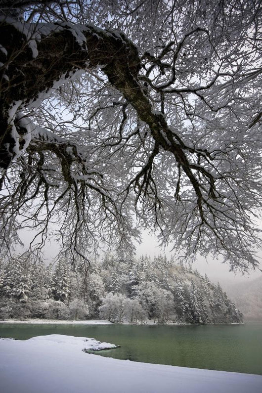 Snowy Shoreline Of A Lake Wall Mural