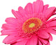 pretty in pink Wall Decal