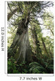 Meares Island, British Columbia, Canada Wall Mural