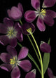 Purple Tulips Wall Mural