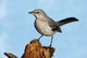 Northern Mockingbird (Mimus polyglottos) Wall Mural