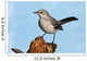 Northern Mockingbird (Mimus polyglottos) Wall Mural