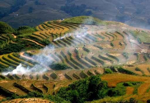 Rice Fields Wall Decal