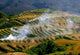 Rice Fields Wall Decal