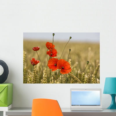Red Poppies Field Grain Wall Mural shown on a wall