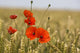 Red Poppies In A Field Of Grain Wall Mural