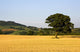 Tree In A Golden Field Of Grain, North Yorkshire, England Wall Mural