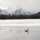Winter Landscape, Banff National Park, Alberta, Canada Wall Mural